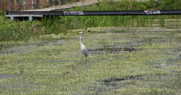 매화마름  사진=한국내셔널트러스트
