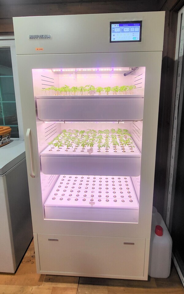 영등포구청이 관내 소재 스마트경로당 2개소에 설치한 디지털 기술을 활용해 사계절 내내 작물재배가 가능한 '스마트팜' 모습. 사진=영등포구청