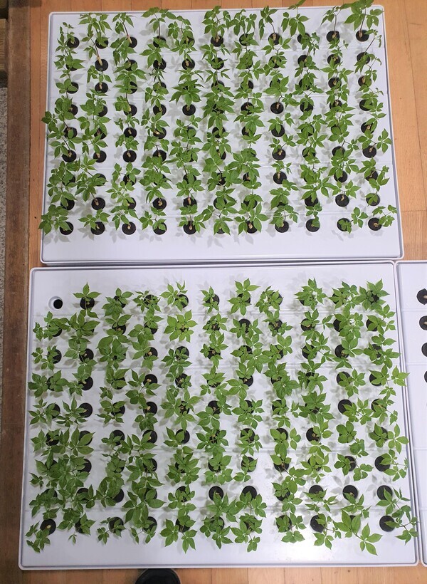 영등포구청이 관내 소재 스마트경로당 2개소에 설치한 '스마트팜'에서 자라고 있는 새싹인삼. 사진=영등포구청